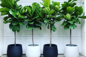 How to Wrap Trees With Outdoor Lights缩略图