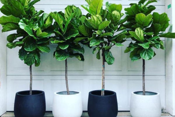 How to Wrap Trees With Outdoor Lights缩略图