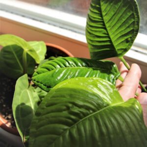 12 Cây Cảnh Lọc Không Khí Trong Nhà缩略图