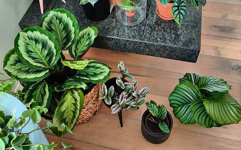 The Statement Piece Each MBTI Would Splurge On缩略图 The Statement Piece Each MBTI Would Splurge On缩略图