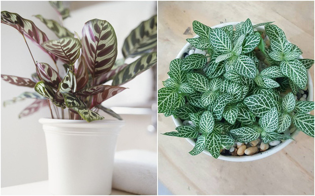 Cây phong thủy Tuổi Tý có thể bạn cần biết缩略图