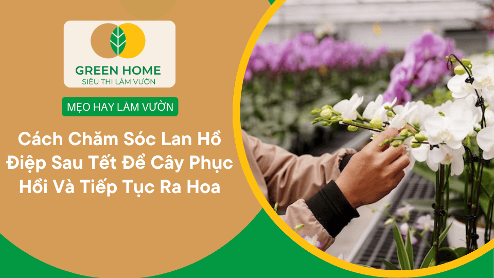 Cách Chăm Sóc Lan Hồ Điệp Sau Tết Để Cây Phục Hồi Nhanh Và Tiếp Tục Ra Hoa缩略图 Cách Chăm Sóc Lan Hồ Điệp Sau Tết Để Cây Phục Hồi Nhanh Và Tiếp Tục Ra Hoa缩略图