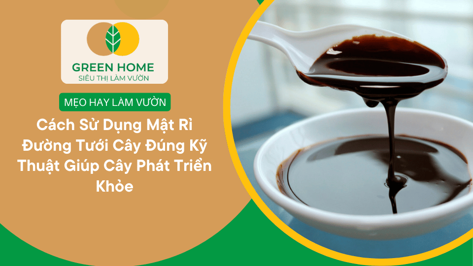Cách Sử Dụng Mật Rỉ Đường Tưới Cây Đúng Kỹ Thuật Giúp Cây Phát Triển Khỏe缩略图 Cách Sử Dụng Mật Rỉ Đường Tưới Cây Đúng Kỹ Thuật Giúp Cây Phát Triển Khỏe缩略图
