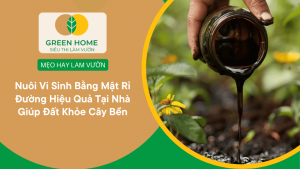 Nuôi Vi Sinh Bằng Mật Rỉ Đường Hiệu Quả Tại Nhà Giúp Đất Khỏe Cây Bền缩略图