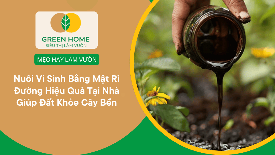 Nuôi Vi Sinh Bằng Mật Rỉ Đường Hiệu Quả Tại Nhà Giúp Đất Khỏe Cây Bền缩略图