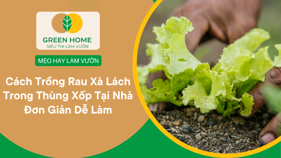 Cách Trồng Rau Xà Lách Trong Thùng Xốp Tại Nhà Đơn Giản Dễ Làm缩略图 Cách Trồng Rau Xà Lách Trong Thùng Xốp Tại Nhà Đơn Giản Dễ Làm缩略图