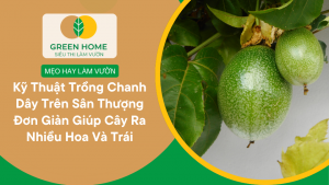 Kỹ Thuật Trồng Chanh Dây Trên Sân Thượng Đơn Giản Giúp Cây Ra Nhiều Hoa Và Trái缩略图