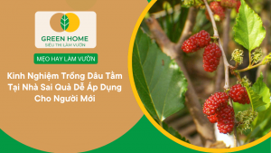 Kinh Nghiệm Trồng Dâu Tằm Tại Nhà Sai Quả Dễ Áp Dụng Cho Người Mới缩略图