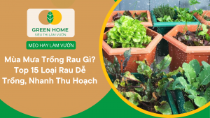 Mùa Mưa Trồng Rau Gì? Top 15 Loại Rau Dễ Trồng, Năng Suất Cao, Lớn Nhanh, Ít Sâu Bệnh缩略图