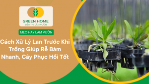 Cách Xử Lý Lan Trước Khi Trồng Giúp Rễ Bám Nhanh, Cây Phục Hồi Tốt缩略图