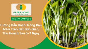 Hướng Dẫn Cách Trồng Rau Mầm Trên Đất Đơn Giản, Thu Hoạch Sau 5–7 Ngày缩略图