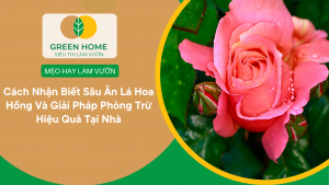 Cách Nhận Biết Sâu Ăn Lá Hoa Hồng Và Giải Pháp Phòng Trừ Hiệu Quả Tại Nhà缩略图