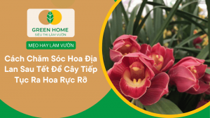 Cách Chăm Sóc Hoa Địa Lan Sau Tết Để Cây Tiếp Tục Ra Hoa Rực Rỡ缩略图