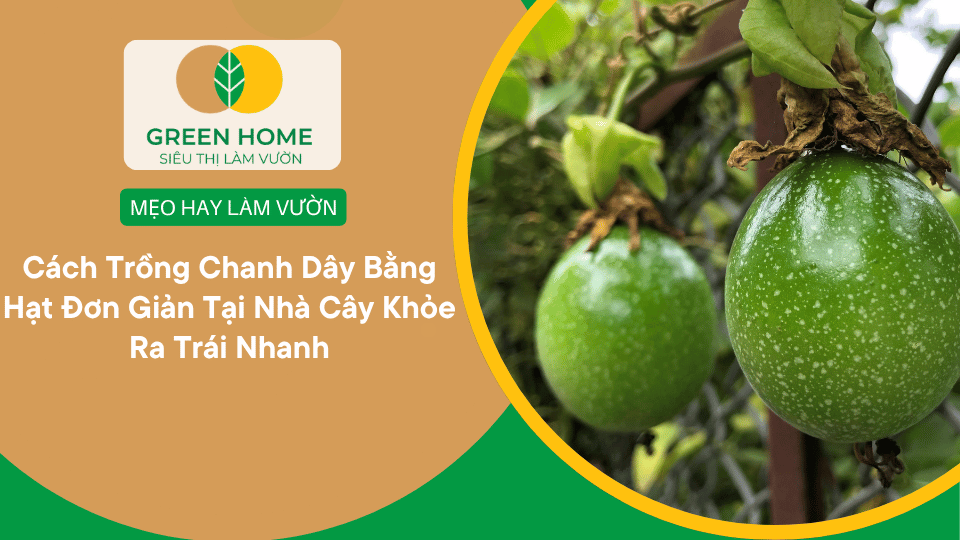 Cách Trồng Chanh Dây Bằng Hạt Đơn Giản Tại Nhà Cây Khỏe Ra Trái Nhanh缩略图 Cách Trồng Chanh Dây Bằng Hạt Đơn Giản Tại Nhà Cây Khỏe Ra Trái Nhanh缩略图