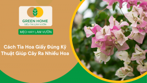 Cách Tỉa Hoa Giấy Đúng Kỹ Thuật Giúp Cây Ra Nhiều Hoa Và Dáng Đẹp Quanh Năm缩略图