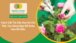 Cách Cắt Tỉa Hoa Hồng Đúng Kỹ Thuật Giúp Cây Ra Nhiều Hoa Quanh Năm缩略图