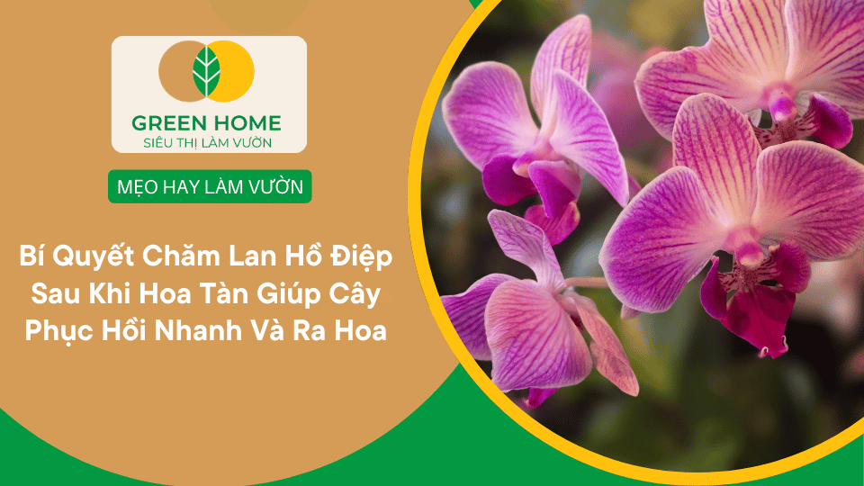 Bí Quyết Chăm Lan Hồ Điệp Sau Khi Hoa Tàn Giúp Cây Phục Hồi Nhanh Và Ra Hoa Lại Sớm缩略图 Bí Quyết Chăm Lan Hồ Điệp Sau Khi Hoa Tàn Giúp Cây Phục Hồi Nhanh Và Ra Hoa Lại Sớm缩略图