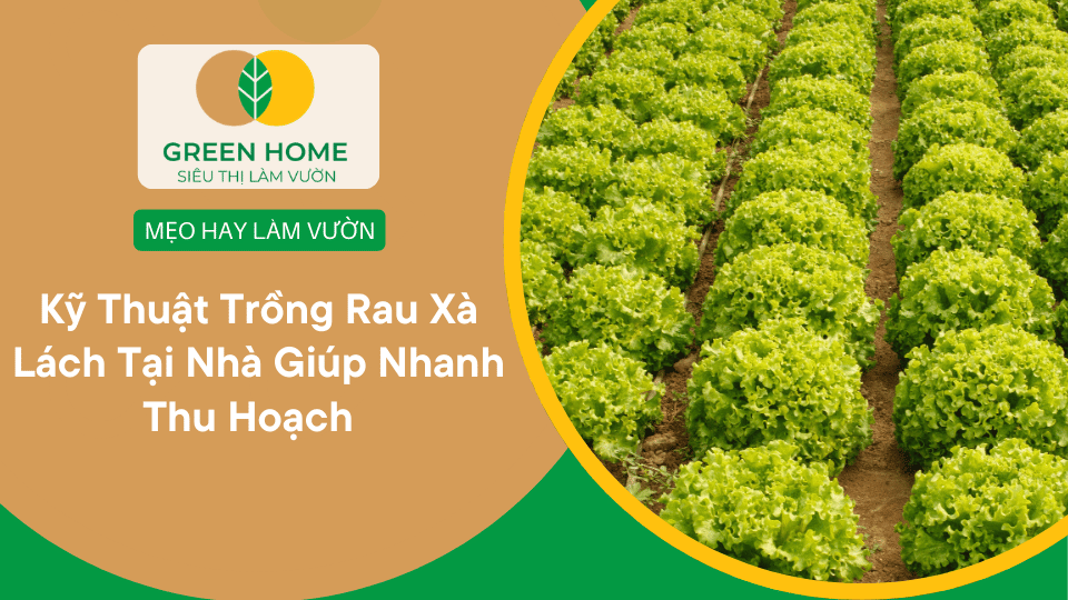 Kỹ Thuật Trồng Rau Xà Lách Tại Nhà Giúp Thu Hoạch Nhanh Sau 35–40 Ngày缩略图