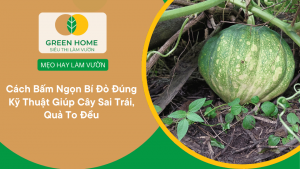 Cách Bấm Ngọn Bí Đỏ Đúng Kỹ Thuật Giúp Cây Sai Trái, Quả To Đều缩略图