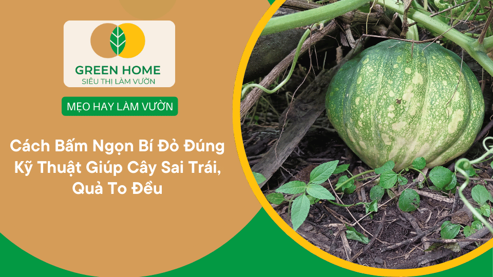 Cách Bấm Ngọn Bí Đỏ Đúng Kỹ Thuật Giúp Cây Sai Trái, Quả To Đều缩略图 Cách Bấm Ngọn Bí Đỏ Đúng Kỹ Thuật Giúp Cây Sai Trái, Quả To Đều缩略图