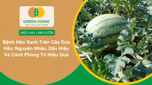 Bệnh Héo Xanh Trên Cây Dưa Hấu: Nguyên Nhân, Dấu Hiệu Và Cách Phòng Trị Hiệu Quả缩略图