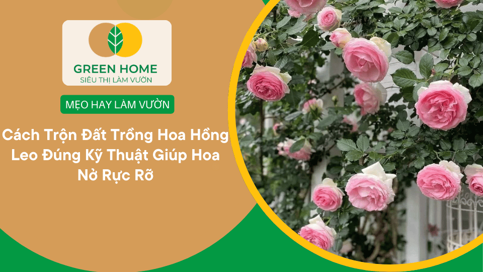 Cách Trộn Đất Trồng Hoa Hồng Leo Đúng Kỹ Thuật Giúp Hoa Nở Rực Rỡ缩略图 Cách Trộn Đất Trồng Hoa Hồng Leo Đúng Kỹ Thuật Giúp Hoa Nở Rực Rỡ缩略图