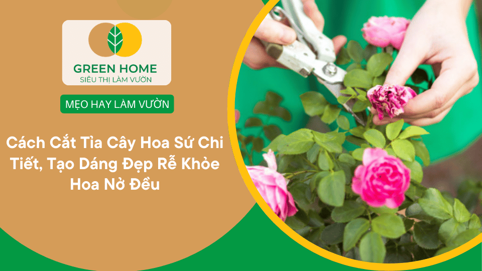 Cách Cắt Tỉa Hoa Hồng Đúng Kỹ Thuật Giúp Cây Ra Nhiều Hoa Quanh Năm缩略图
