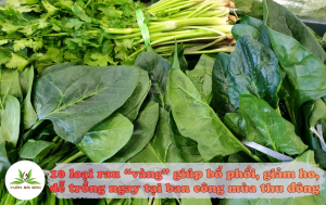 10 Loại Rau “Vàng” Giúp Bổ Phổi, Giảm Ho, Dễ Trồng Ngay Tại Ban Công Mùa Thu Đông缩略图