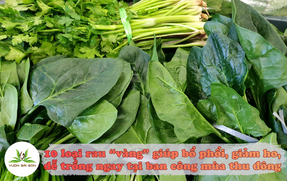 10 Loại Rau “Vàng” Giúp Bổ Phổi, Giảm Ho, Dễ Trồng Ngay Tại Ban Công Mùa Thu Đông缩略图