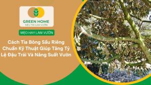 Cách Tỉa Bông Sầu Riêng Chuẩn Kỹ Thuật Giúp Tăng Tỷ Lệ Đậu Trái Và Năng Suất Vườn缩略图