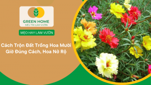 Cách Trộn Đất Trồng Hoa Mười Giờ Đúng Cách, Hoa Nở Rộ缩略图