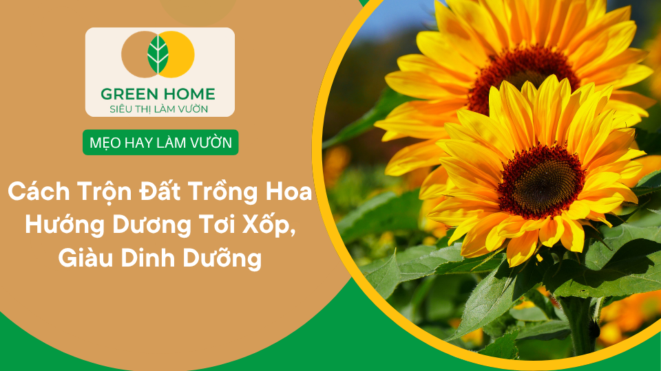 Cách Trộn Đất Trồng Hoa Hướng Dương Tơi Xốp, Giàu Dinh Dưỡng Giúp Cây Ra Hoa To Đẹp缩略图 Cách Trộn Đất Trồng Hoa Hướng Dương Tơi Xốp, Giàu Dinh Dưỡng Giúp Cây Ra Hoa To Đẹp缩略图