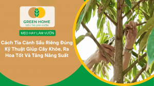 Cách Tỉa Cành Sầu Riêng Đúng Kỹ Thuật Giúp Cây Khỏe, Ra Hoa Tốt Và Tăng Năng Suất缩略图