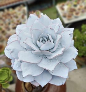 Mọi kiến thức về cây sen đá, 9 năm kinh nghiệm trồng sen đá缩略图