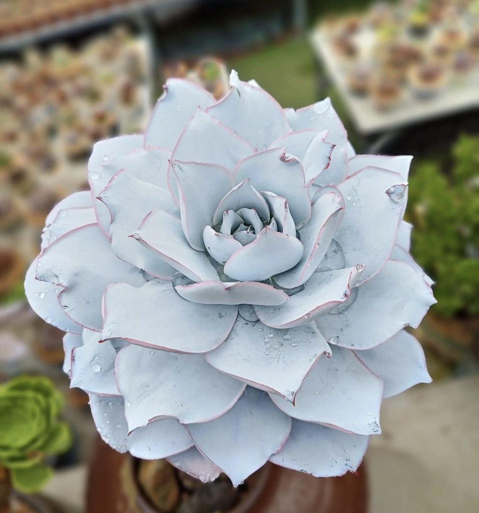 Mọi kiến thức về cây sen đá, 9 năm kinh nghiệm trồng sen đá缩略图 Mọi kiến thức về cây sen đá, 9 năm kinh nghiệm trồng sen đá缩略图