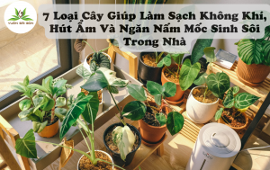 7 Loại Cây Giúp Làm Sạch Không Khí, Hút Ẩm Và Ngăn Nấm Mốc Sinh Sôi Trong Nhà缩略图