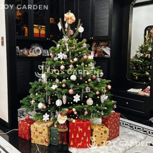 Bảng giá thông Đan Mạch – Thông Nordmann Fir nhập khẩu缩略图