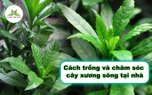 Cách trồng và chăm sóc cây xương sông tại nhà缩略图