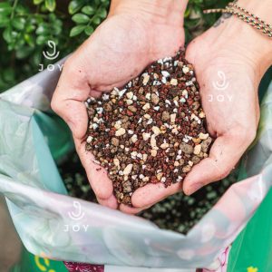 Đất trồng sen đá – toàn bộ bí kíp sau 7 năm trồng sen đá缩略图