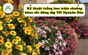 Kỹ thuật trồng hoa triệu chuông khoe sắc đúng dịp Tết Nguyên Đán缩略图