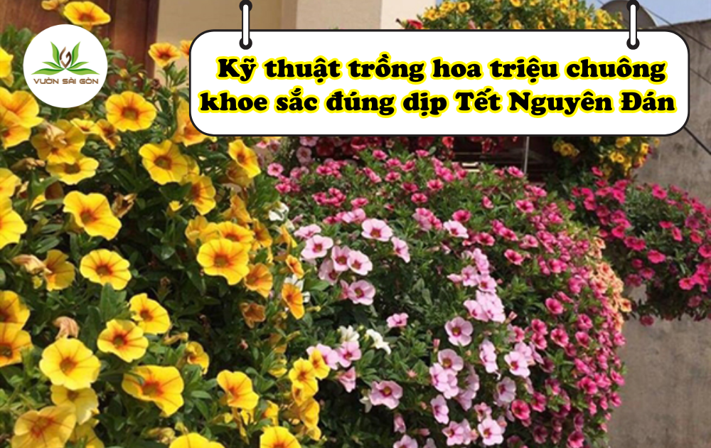 Kỹ thuật trồng hoa triệu chuông khoe sắc đúng dịp Tết Nguyên Đán缩略图