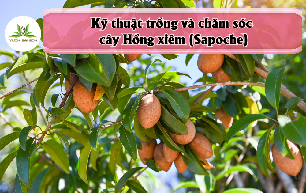 Kỹ thuật trồng và chăm sóc cây Hồng xiêm (Sapoche)缩略图