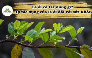 Lá ổi có tác dụng gì? 15 tác dụng của lá ổi đối với sức khỏe缩略图