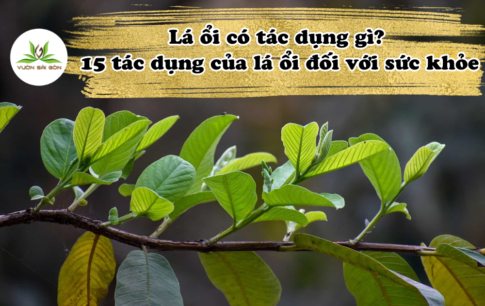 Lá ổi có tác dụng gì? 15 tác dụng của lá ổi đối với sức khỏe缩略图