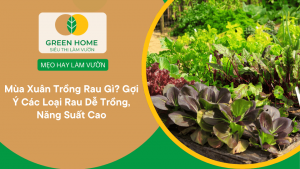 Mùa Xuân Trồng Rau Gì? Gợi Ý Các Loại Rau Dễ Trồng, Năng Suất Cao缩略图