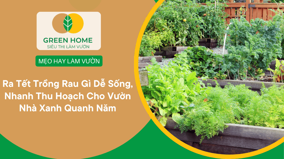 Ra Tết Trồng Rau Gì Dễ Sống, Nhanh Thu Hoạch Cho Vườn Nhà Xanh Quanh Năm缩略图