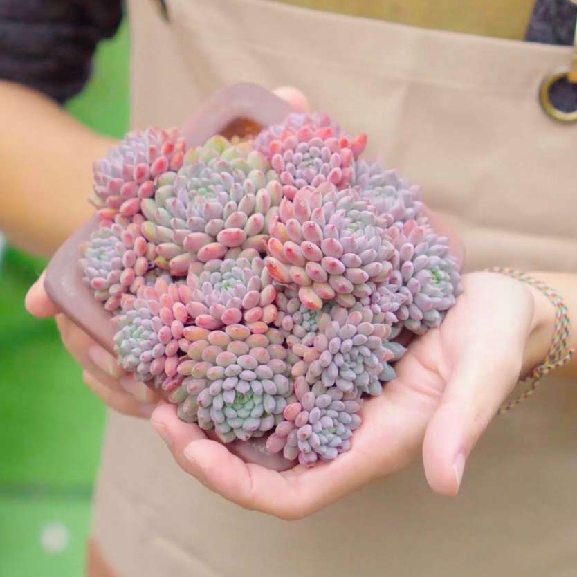 Thủ thuật ép màu sen đá của các nhà vườn缩略图 Thủ thuật ép màu sen đá của các nhà vườn缩略图