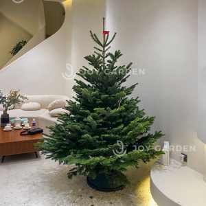 Hướng dẫn chăm sóc thông Đan Mạch tươi lâu, bền đẹp缩略图