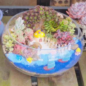 Tự trồng tiểu cảnh sen đá: hướng dẫn cụ thể cho từng loại chậu缩略图