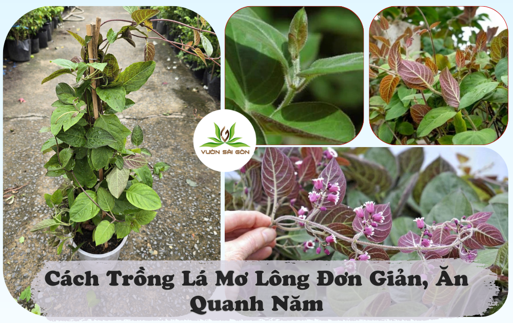Cách Trồng Lá Mơ Lông Đơn Giản, Ăn Quanh Năm缩略图